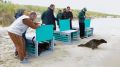 В Балтийское море выпустили ещё трёх спасённых тюленят