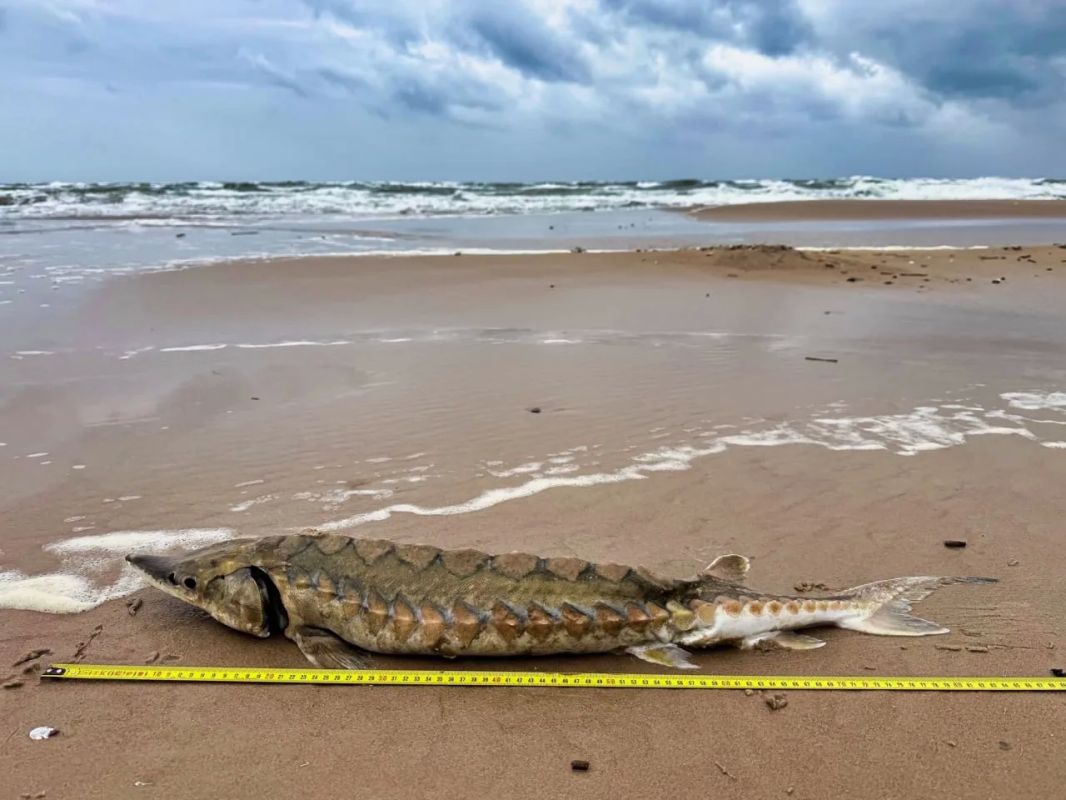 Балтийское море вынесло на берег загадочную рыбу Балтийское море вынесло на берег загадочную рыбу