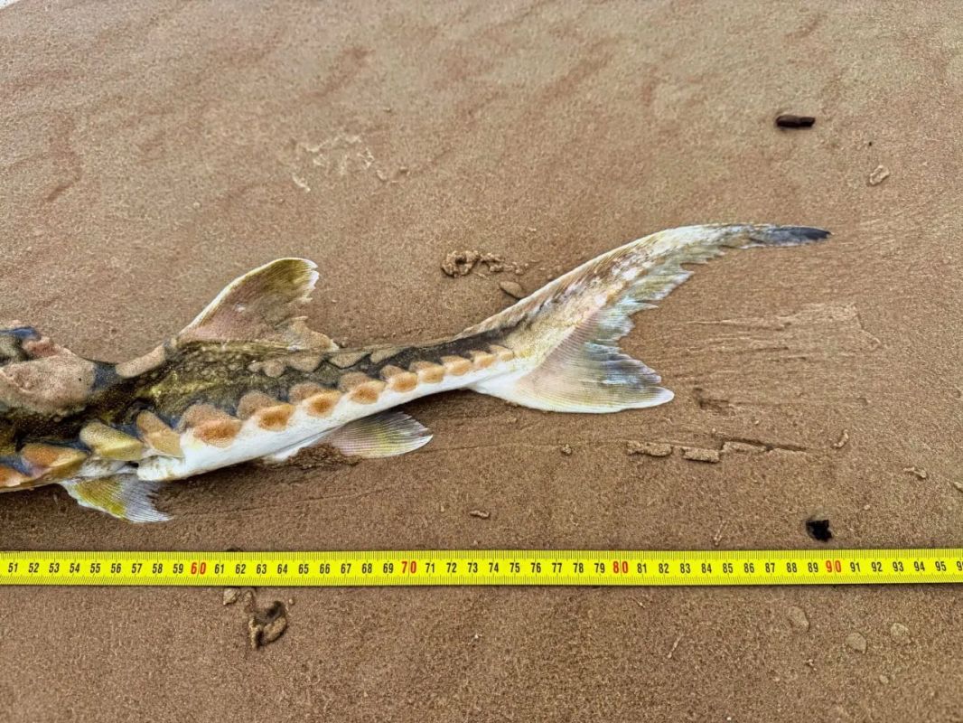 Балтийское море вынесло на берег загадочную рыбу