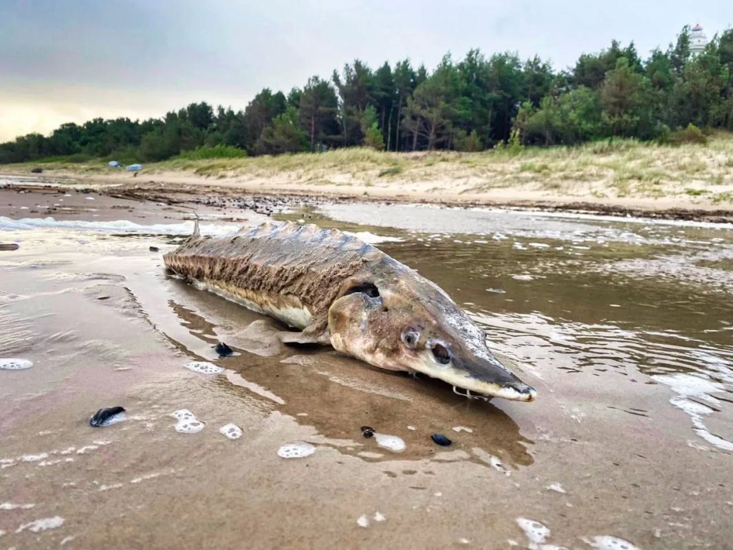 Балтийское море вынесло на берег загадочную рыбу Балтийское море вынесло на берег загадочную рыбу