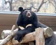 Гималайский медведь Вася из Московского зоопарка временно переехал в Калининград, об этом сообщило учреждение