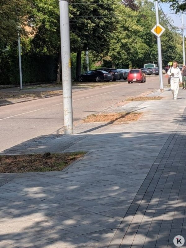 Липы, предстоящей вырубкой которых возмутились жители проспекта Победы, оказались аварийными Липы, предстоящей вырубкой которых возмутились жители проспекта Победы, оказались аварийными