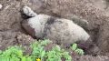 ��������������� ����������� ��������-������������� ������ ��� ������ ���������� ���������� �������� ������� ������������� �����