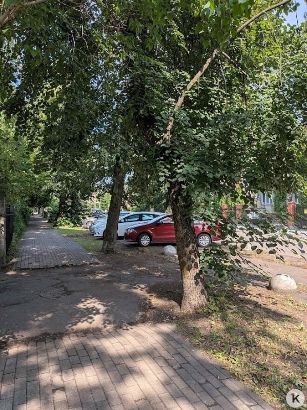 Липы, предстоящей вырубкой которых возмутились жители проспекта Победы, оказались аварийными Липы, предстоящей вырубкой которых возмутились жители проспекта Победы, оказались аварийными