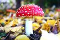 Мухомор: Колоритный символ природы и его скрытые опасности