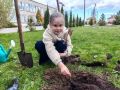 В рамках акции «Сад памяти» в регионе высажено более трех с половиной тысяч деревьев