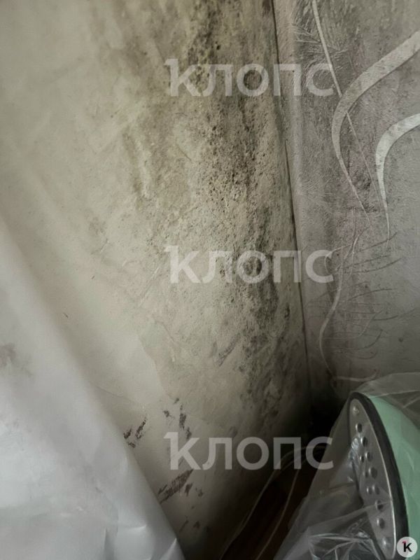 Калининградскую пятиэтажку на Балтийском шоссе съедает чёрная плесень, а подвал кишит блохами Калининградскую пятиэтажку на Балтийском шоссе съедает чёрная плесень, а подвал кишит блохами