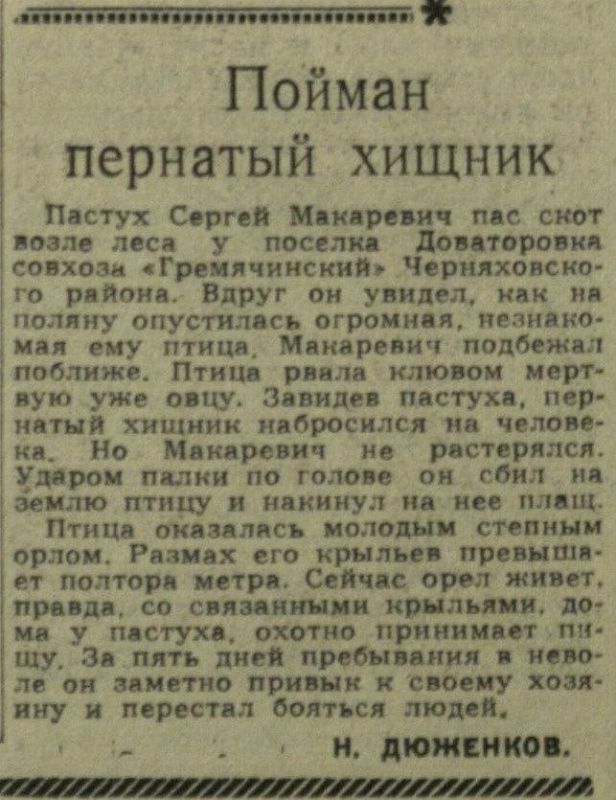 В нашей нерегулярной, но зато всегда интересной “исторической рубрике” расскажем о том, как в 1961 году в нашем регионе оказался залётный гость - степной орёл
