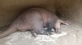Трубкозуб Теренс временно переселился в свой уличный вольер из-за назревшей необходимости провести полную дератизацию в его павильоне