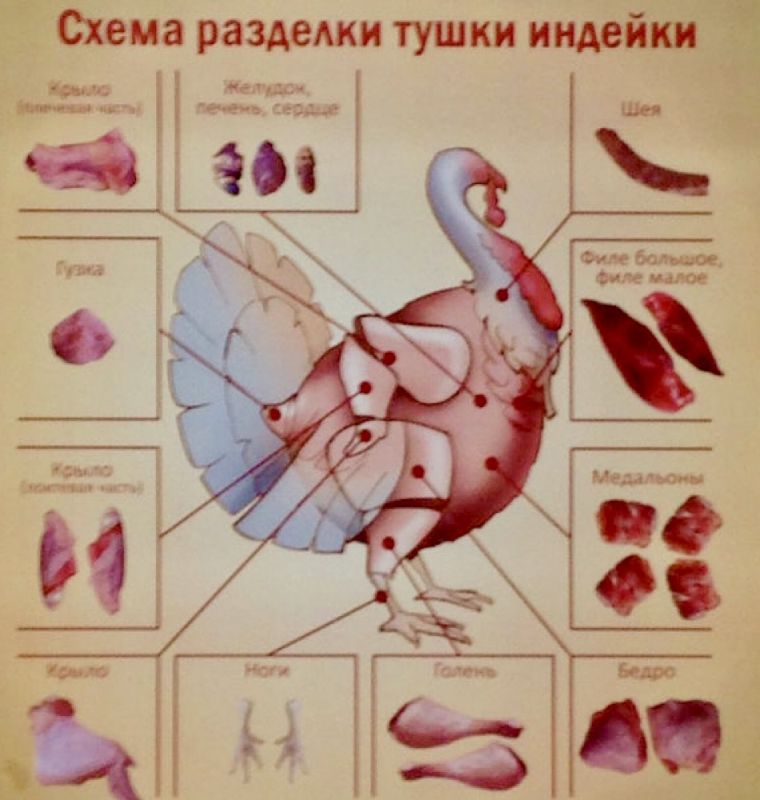 Польза мяса индейки для здоровья и активности