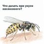 Укусы насекомых могут вызывать покраснение кожи, отёк и зуд
