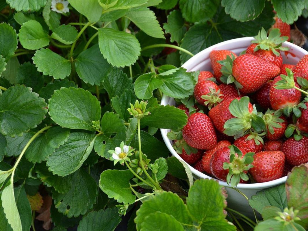 Секреты раннего урожая клубники: как собирать ягоды уже в мае