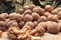 Грецкий орех Десертный: вкусный выбор для садоводов