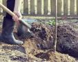 Почему осень – лучшее время для посадки плодовых деревьев