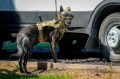 Бельгийскую овчарку из Калининграда признали лучшей патрульно-розыскной и самой послушной собакой в СЗФО