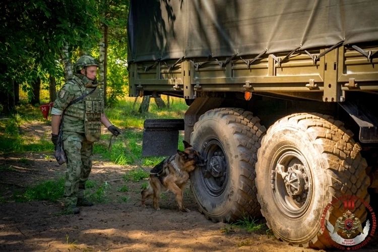 Калининградский кинолог и его пёс Бумер стали лучшими на Северо-Западе Калининградский кинолог и его пёс Бумер стали лучшими на Северо-Западе