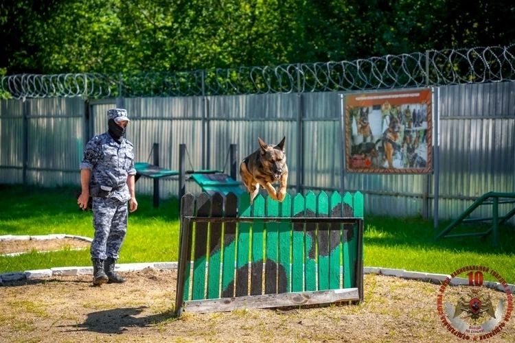 Калининградский кинолог и его пёс Бумер стали лучшими на Северо-Западе Калининградский кинолог и его пёс Бумер стали лучшими на Северо-Западе