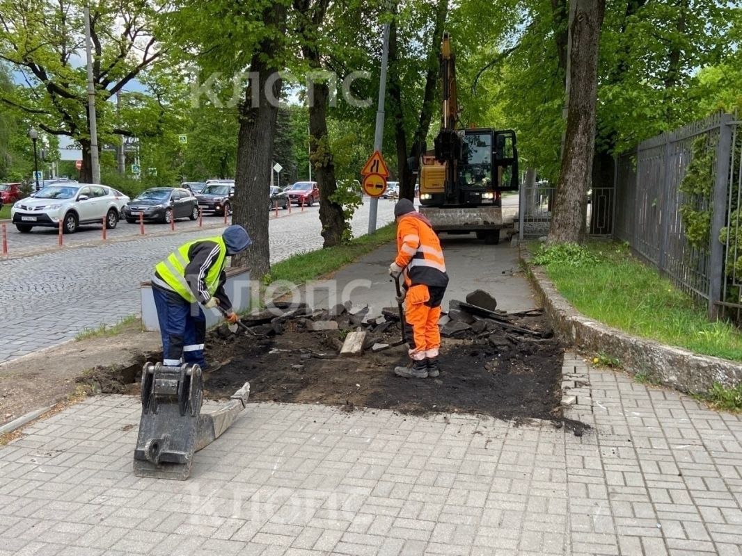 На проспекте Победы возобновили ремонт тротуара, но местные боятся за судьбу деревьев На проспекте Победы возобновили ремонт тротуара, но местные боятся за судьбу деревьев