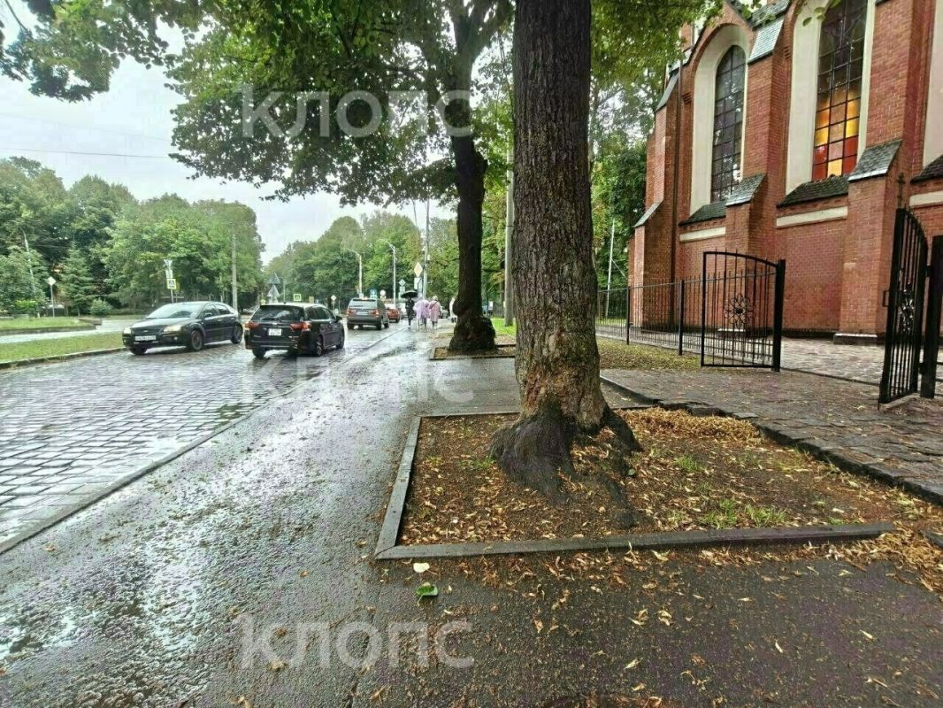 На проспекте Победы возобновили ремонт тротуара, но местные боятся за судьбу деревьев На проспекте Победы возобновили ремонт тротуара, но местные боятся за судьбу деревьев