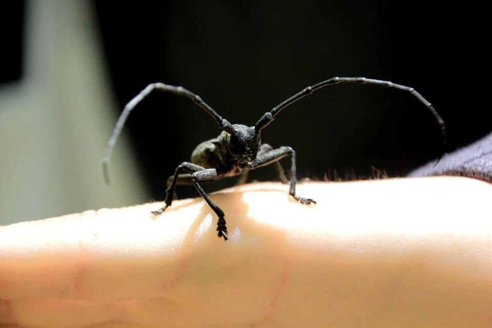 Это чёрный сосновый усач (Monochamus galloprovincialis)