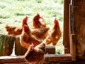Из Бразилии привезли мясо птицы с кровоподтёками