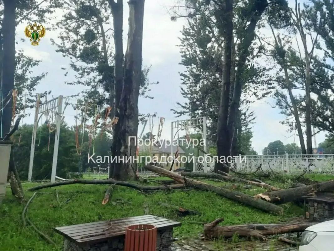 Рабочий, подрезавший деревья в парке Багратионовска, сорвался с высоты и погиб