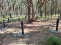 Знаменитую многоствольную сосну на Куршской косе огородили, чтобы на нее не залезали туристы
