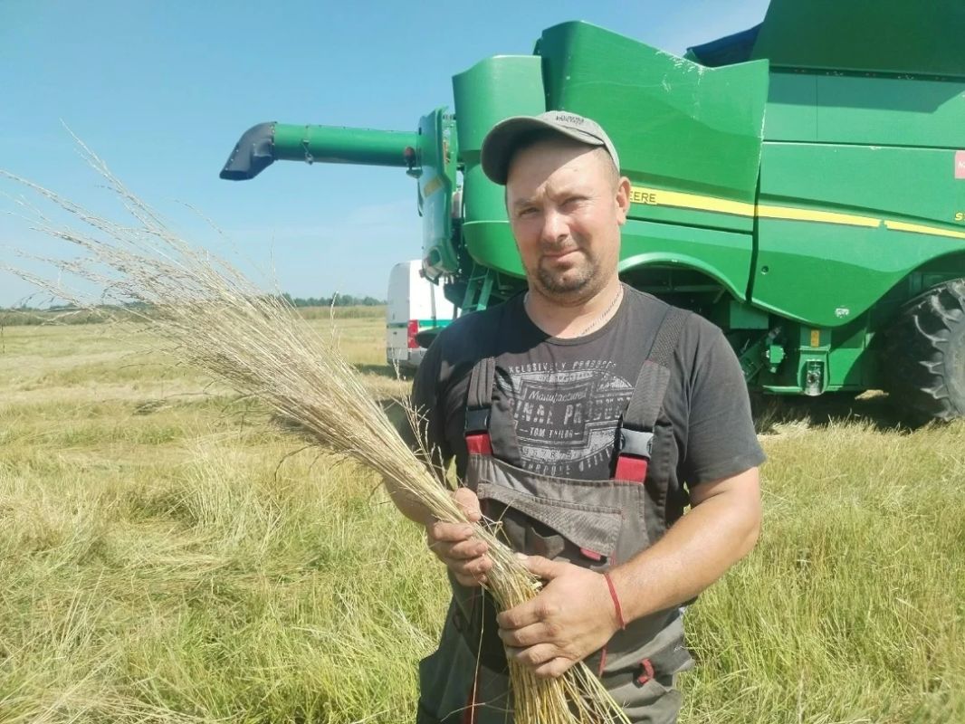 Аисты в сортах злаковых не разбираются, но неизменно слетаются на поле во время сбора урожая
