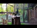 Как абиссинский ворон имя для кенгуру бенетта выбирал
