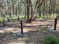 Кому разрешили лазить по деревьям на Куршской косе