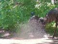 Жара в Калининградской области набирает обороты, а у эму из зоопарка уже есть проверенный план спасения