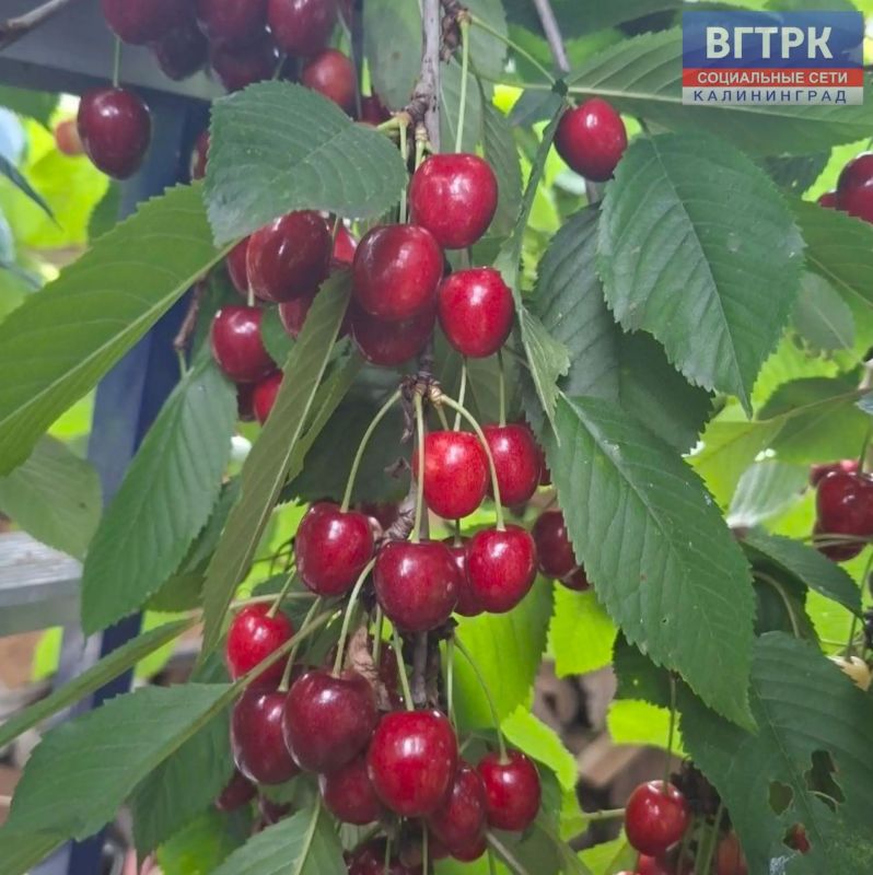 Доброе утро, друзья!. На огородах и в садах – самый сезон Доброе утро, друзья!. На огородах и в садах – самый сезон