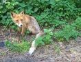 Опасный хищник взглядом остановил машину с туристами под Калининградом