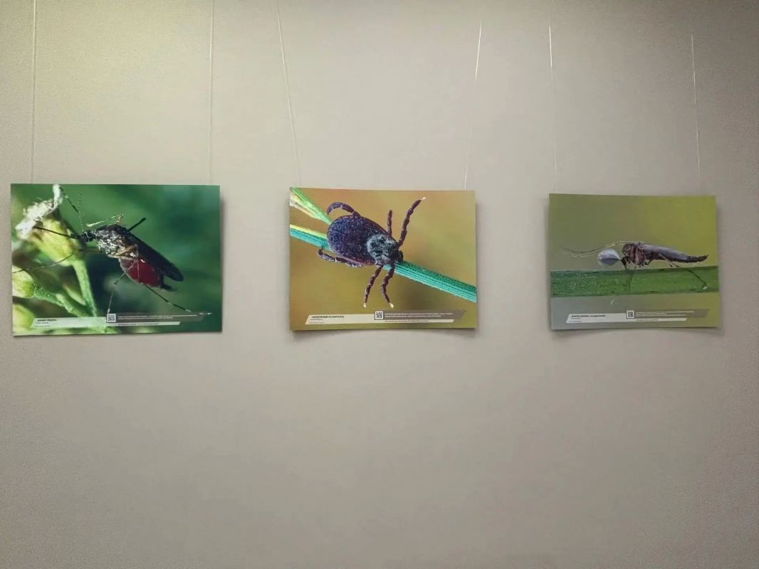 В визитцентре национального парка «Куршская коса» открылась фотовыставка, посвящённая тем обитателям заповедной территории, к которым люди нередко относятся с опаской или даже неприязнью В визитцентре национального парка «Куршская коса» открылась фотовыставка, посвящённая тем обитателям заповедной территории, к которым люди нередко относятся с опаской или даже неприязнью