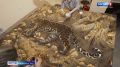 Уникальные картины из самоцветов, в которых есть в прямом смысле 50 оттенков янтаря, получит Музей Уссурийской тайги