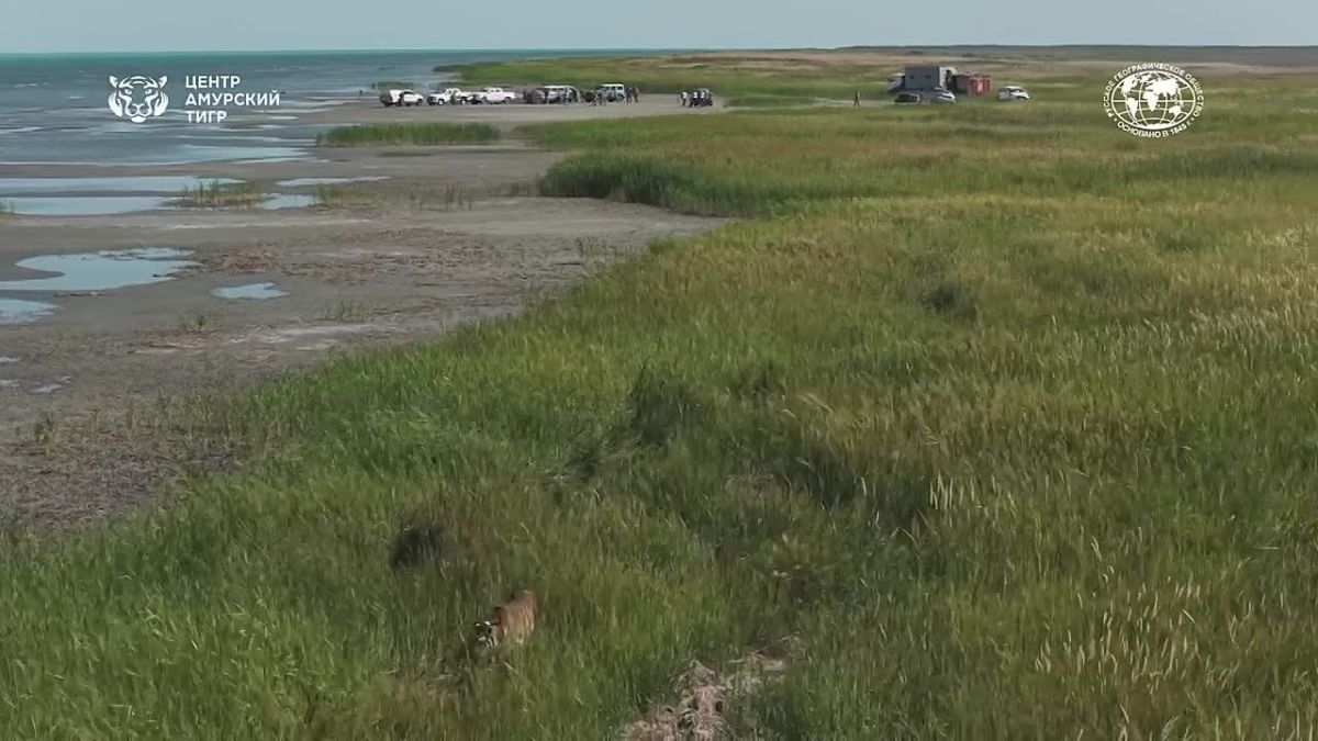 В Казахстане выпустили в дикую природу амурскую тигрицу из России