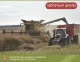 Уборочная кампания 2026 года для аграриев Калининградской области дается нелегко: из-за обильных дождей техника не может выйти в поля