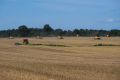 Успеть до росы: как под Гвардейском убирают хлеб
