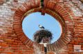 Белые аисты в Калининградской области