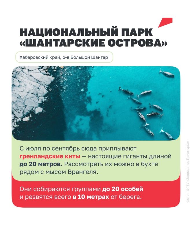 Увидеть нерпу, кита или зубра в дикой природе — впечатление, которое точно останется надолго Увидеть нерпу, кита или зубра в дикой природе — впечатление, которое точно останется надолго