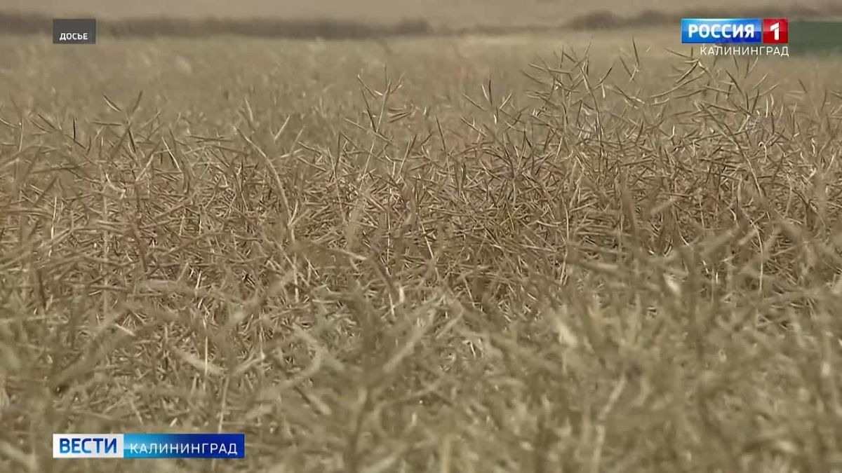 Уборочная страда этого года оправдывает своё название и даётся нелегко: из-за сильных дождей техника не может выйти в поля