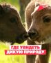 Увидеть нерпу, кита или зубра в дикой природе — впечатление, которое точно останется надолго