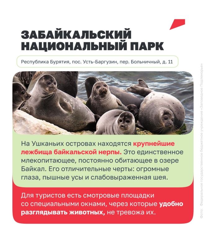 Увидеть нерпу, кита или зубра в дикой природе — впечатление, которое точно останется надолго Увидеть нерпу, кита или зубра в дикой природе — впечатление, которое точно останется надолго