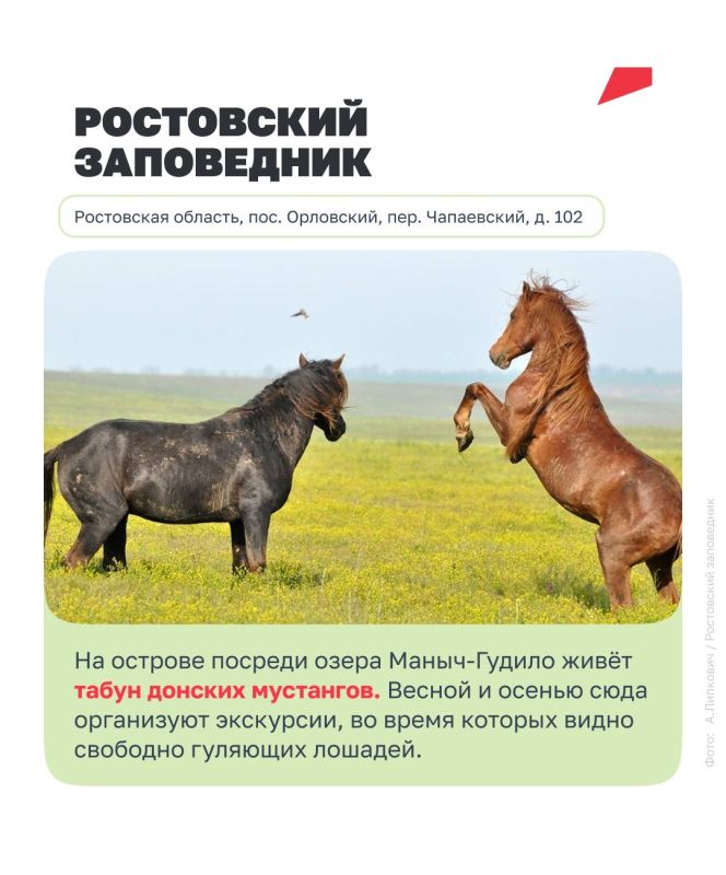 Увидеть нерпу, кита или зубра в дикой природе — впечатление, которое точно останется надолго Увидеть нерпу, кита или зубра в дикой природе — впечатление, которое точно останется надолго
