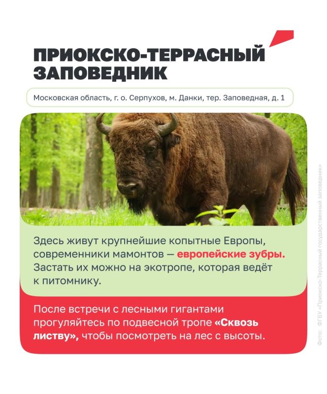 Увидеть нерпу, кита или зубра в дикой природе — впечатление, которое точно останется надолго Увидеть нерпу, кита или зубра в дикой природе — впечатление, которое точно останется надолго