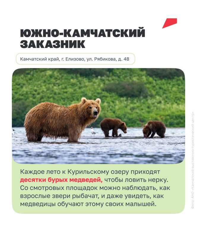 Увидеть нерпу, кита или зубра в дикой природе — впечатление, которое точно останется надолго Увидеть нерпу, кита или зубра в дикой природе — впечатление, которое точно останется надолго