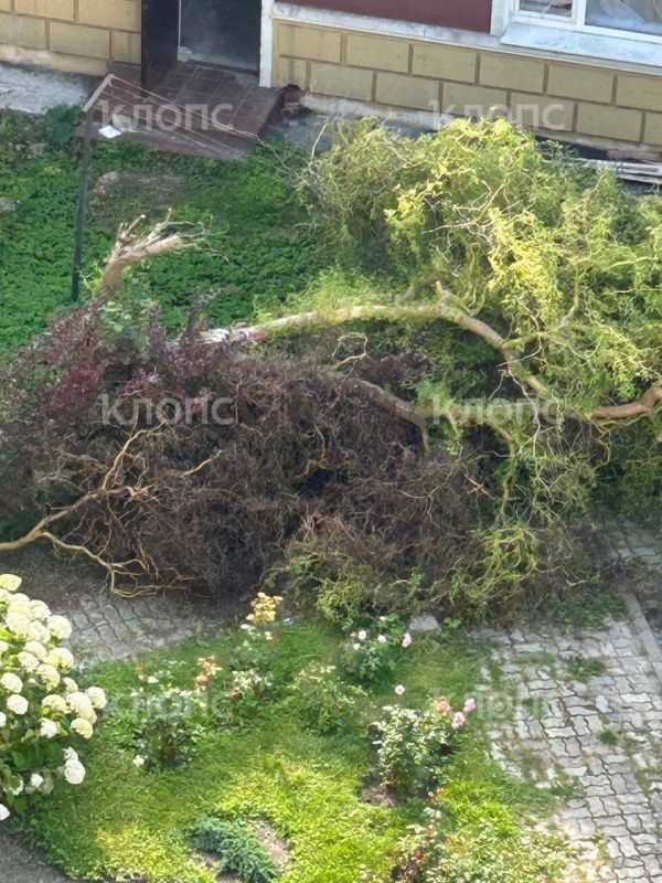 В центре Зеленоградска у въезда во двор дома почти неделю стоит лужа с фекалиями В центре Зеленоградска у въезда во двор дома почти неделю стоит лужа с фекалиями