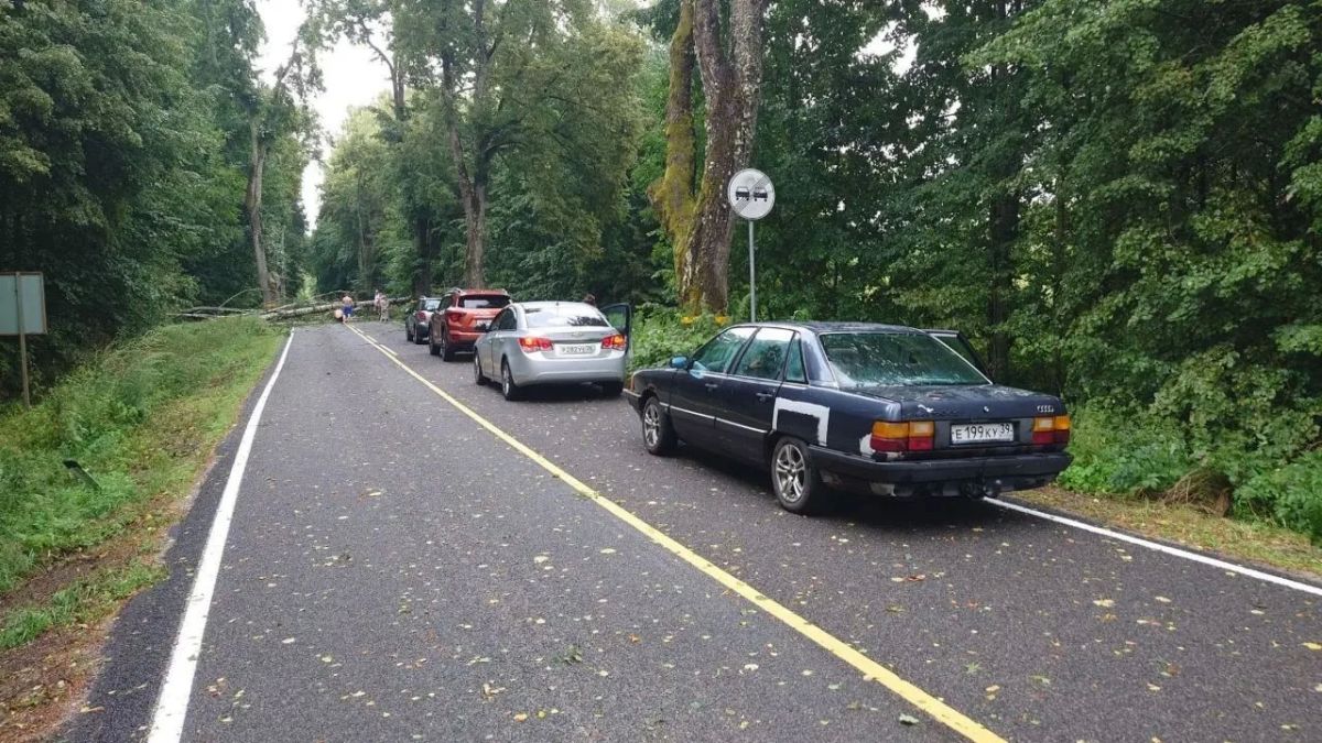 Очевидец: в районе Виштынца десять машин оказались заблокированы упавшими деревьями Очевидец: в районе Виштынца десять машин оказались заблокированы упавшими деревьями