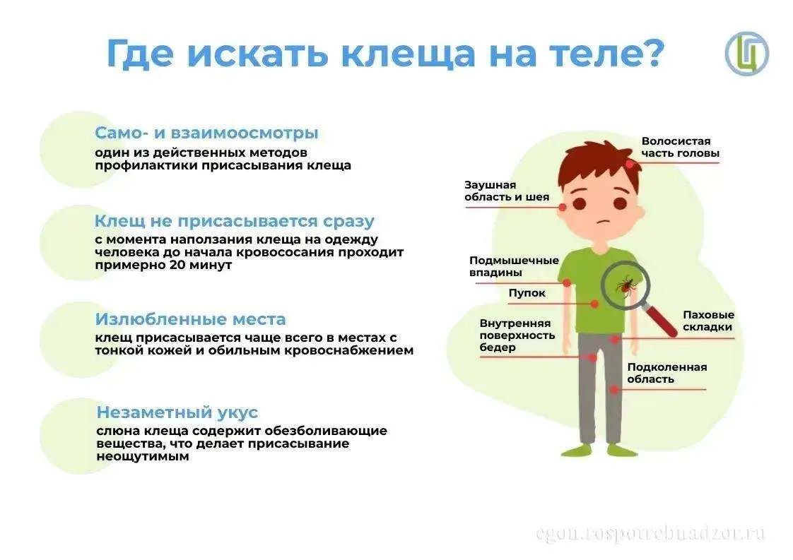 Где искать клеща на теле?. Простой, но действенный метод профилактики, который поможет предотвратить присасывание клеща это само- и взаимоосмотры