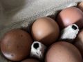 Калининградские птицефабрики стали больше завозить инкубационных яиц